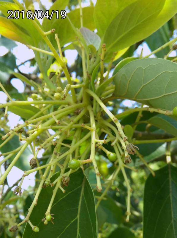 酪梨的授粉成功的果實 pollinated fruit of avocado, Persea americana